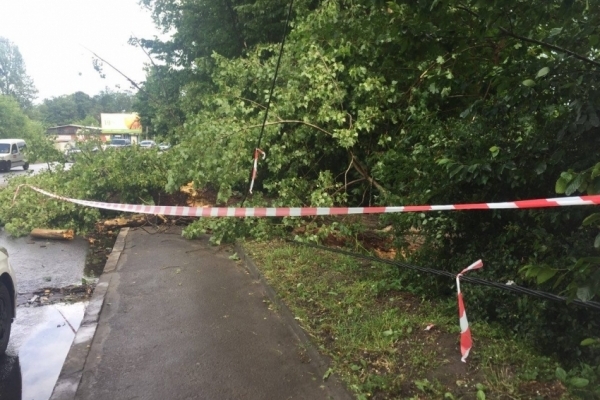 Негода у Львові повалила десятки дерев, є пошкоджені авто