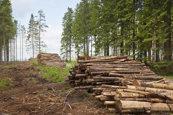 На Львівщині і надалі знищують ліс