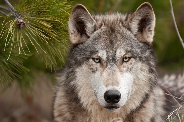 Голодні вовки нападають: Такої кількості хижаків у Карпатах давно не бачили