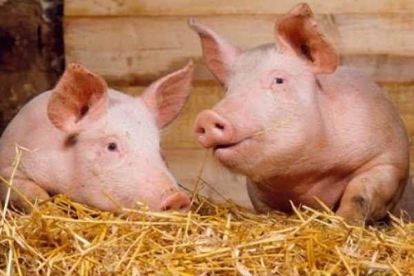 На Львівщині вирощують пивних свиней