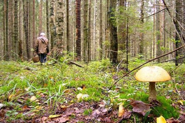 Протягом останнього тижня у лісах Львівщини пропало безвісти троє людей