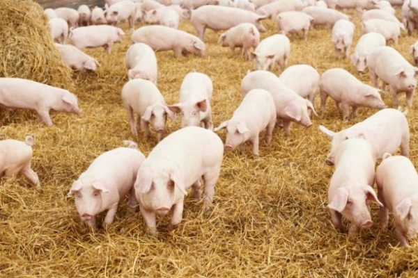 Селяни були змушені заколоти всіх свиней через нібито спалах африканської чуми (Відео)