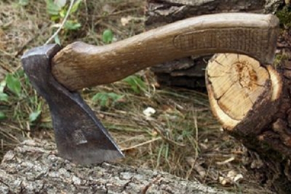 Дрогобицьке лісове господарство звинувачують у незаконній вирубці лісу