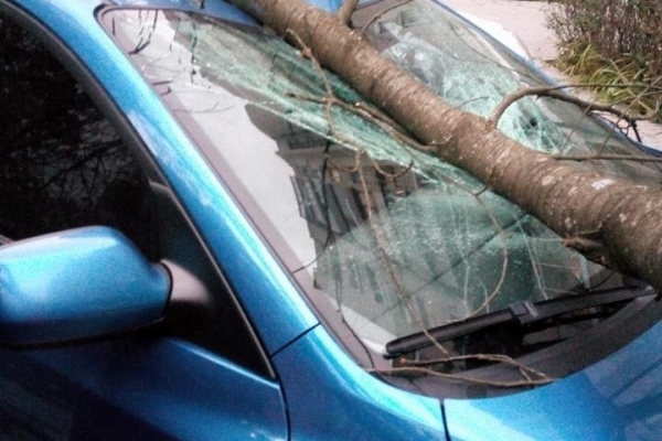 Повалені дерева, побиті автомобілі, пошкоджені дахи будинків: фото наслідків нічної негоди у Львові та Львівській області