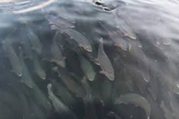 На Львівщині розпочався сезон охорони рідкісного виду риби 