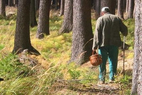 71-річний стриянин заблукав у лісі під час збирання грибів