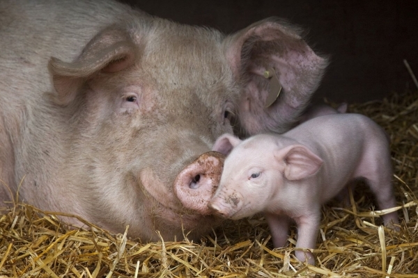 Через африканську чуму свиней експорт свиней із Львівщини обмежено