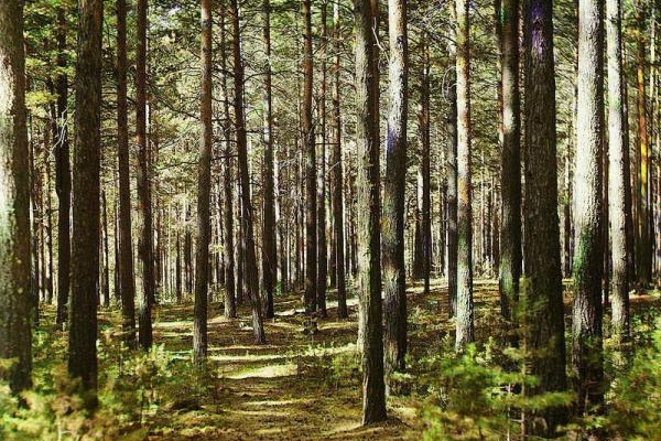 Майже 17 млн грн надійшло до бюджету за спеціальне використання лісу на Львівщині