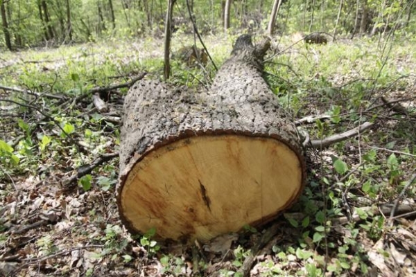 Протягом 2017 року бригади лісогосподарських підприємств провели понад тисячу рейдів 