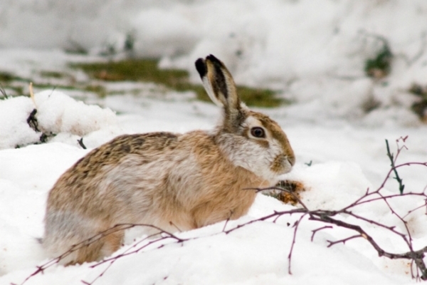 У Львівській області стартує сезон полювання на зайців