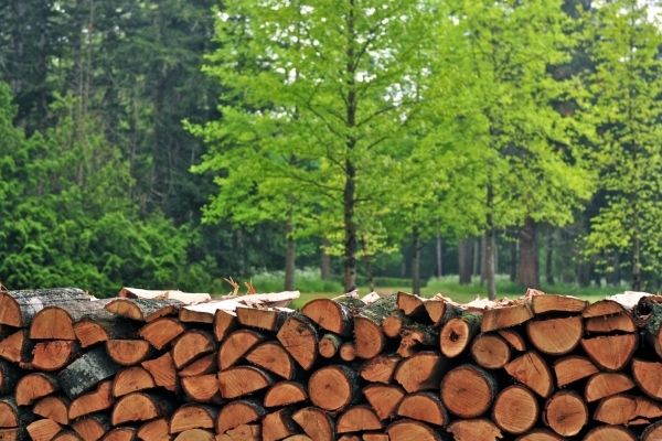 У ЛОДА назвали середню зарплату працівників лісової галузі