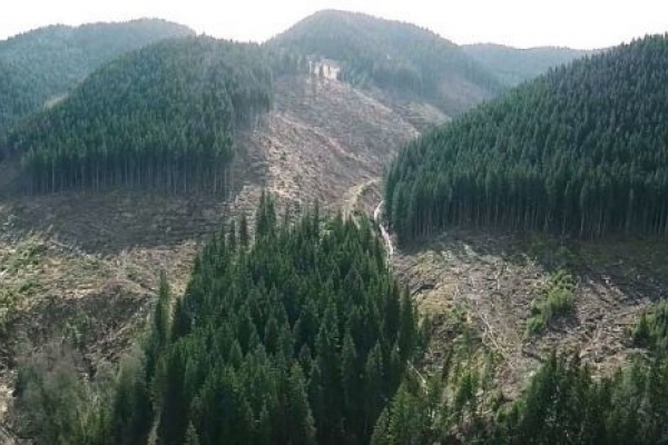 На Львівщині незаконно вирубали 94 кубометри лісу: обіцяють покарати лісника