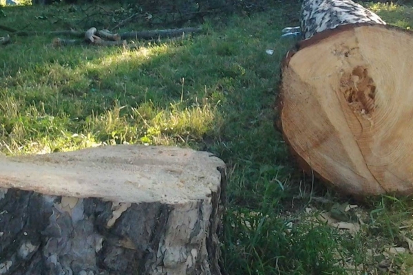 Екоінспекція виявила близько 300 незаконно зрубаних дерев у Львові