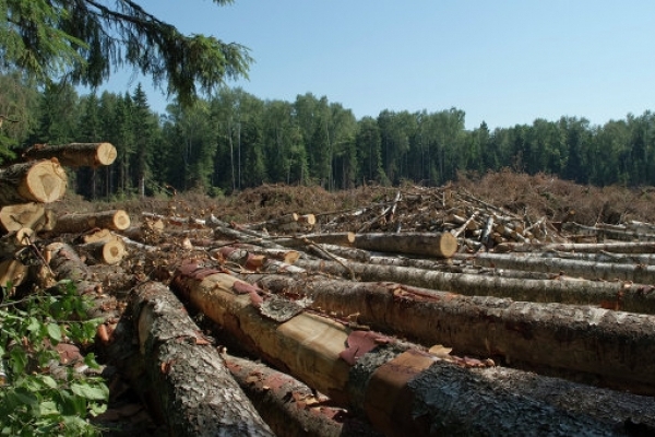 Поліція виявила на Львівщині незаконну вирубку дерев на більш ніж вісім мільйонів