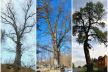 Десять найвідоміших дерев Львівщини, які варто побачити на власні очі