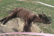 На Львівщині знайшли тяжко хвору самицю червонокнижного зубра