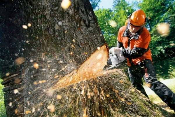 Жахливий випадок на Львівщині: під час валки лісу дерево розчавило 50-річного чоловіка