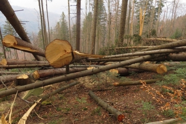 На Львівщині ініціюють звільнення головного лісівника Старосамбірщини через незаконні вирубки