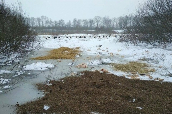 На Львівщині рятувальники облаштували замерзаючим лелекам гнізда