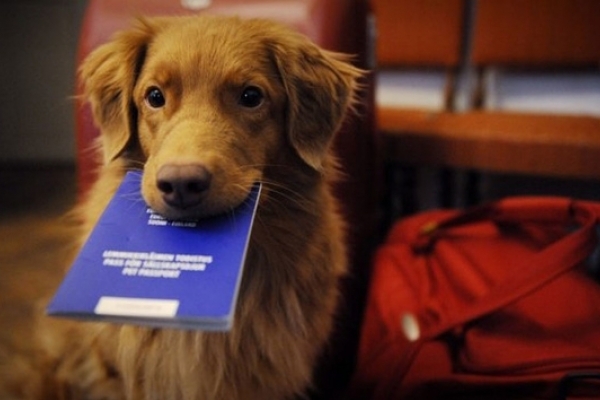 Львівські муніципали проводитимуть рейди з перевірки реєстрації собак