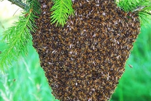У центрі Львова оселився рій диких бджіл (Фото)