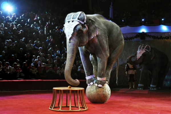 У Дрогобичі заборонили діяльність пересувних цирків з тваринами