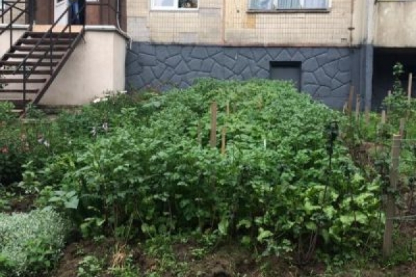 В одному з районів Львова замість клумби висадили картоплю