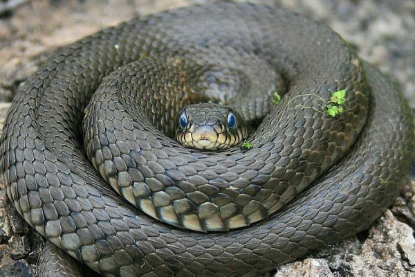 Зміїне нашестя: 4-річна дівчинка, яку вкусила змія, потрапила у лікарню