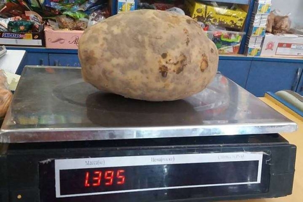 На Львівщині фермер виростив гігантську картоплю