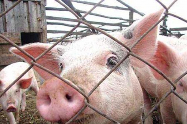 У Підкарпатському воєводстві Польщі виявили чуму свиней