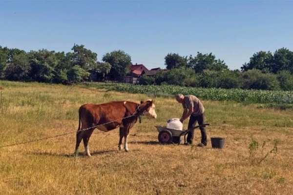 На Львівщині пенсіонерка наїхала на погонича тварин