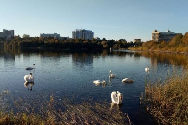 На львівському озері оселилася зграя лебедів (Відео)