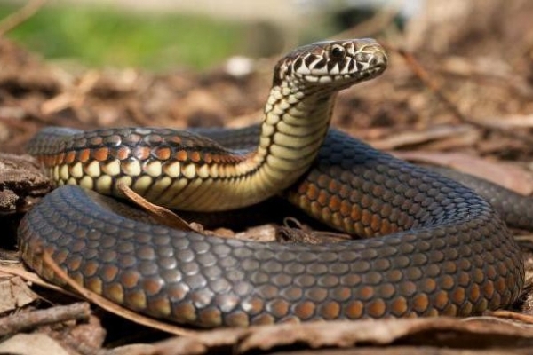 На Сколівщині помер чоловік 38 років від укусу змії