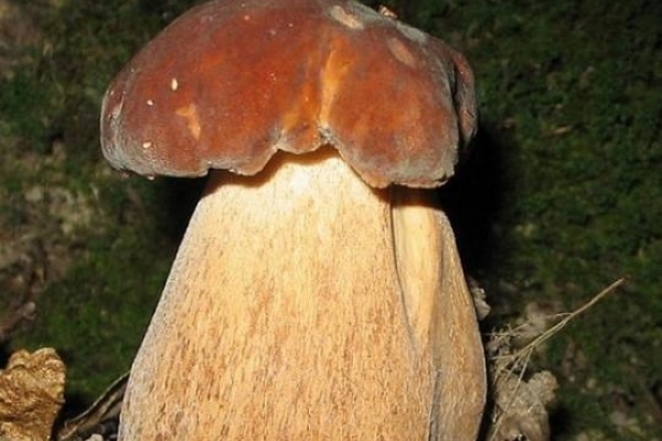 Гриб-рекордсмен: під Львовом знайшли гриб вагою понад 2 кг (Фото)
