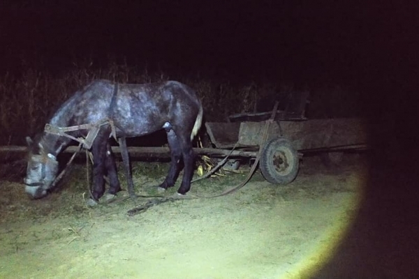 На Львівщині шукають притулок для коня, якого злодії залишили на місці злочину (Фото)