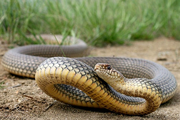 На Сколівщині змія вкусила 37-річну жінку: постраждалу госпіталізували в лікарню