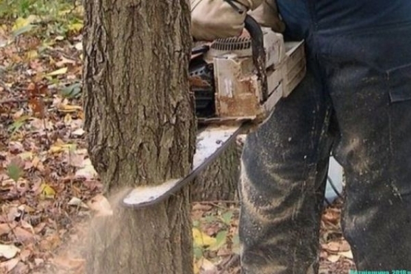 Дерево вбило в лісі на Львівщині чоловіка