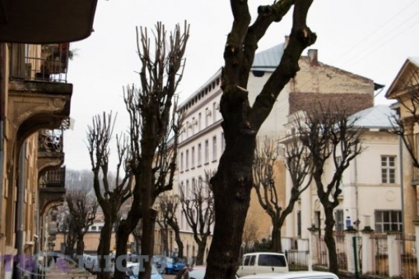 У Львові тимчасово заборонили будь-яку обрізку дерев 