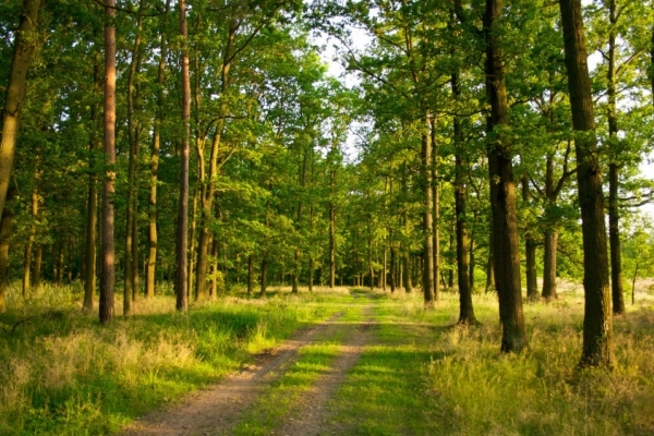 Тіло чоловіка знайшли в лісосмузі на Львівщині