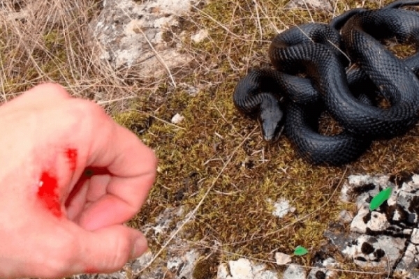 На Львівщині жінку під час збирання ягід вкусила змія