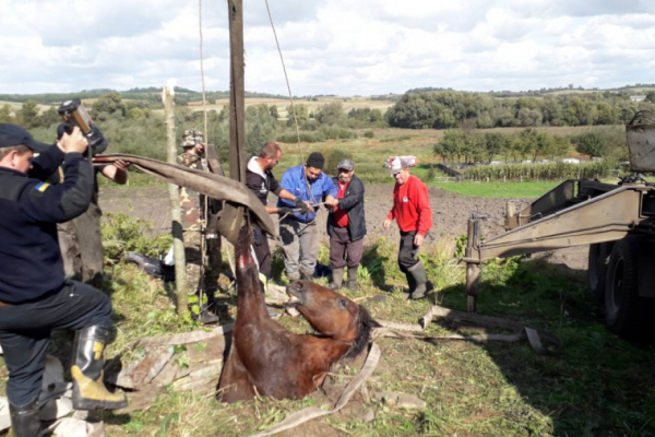 На Львівщині рятувальники витягнули коня із криниці