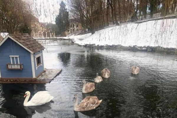 У львівському парку зимуватимуть 13 лебедів