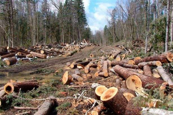 За незаконну порубку лісу на Сокальщині судитимуть місцевого мешканця