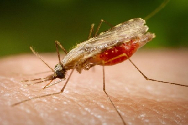 У Львові шпиталізували 46-річного чоловіка - малярія