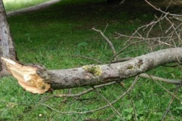 В Червонограді на території лікарні на двох осіб впало дерево