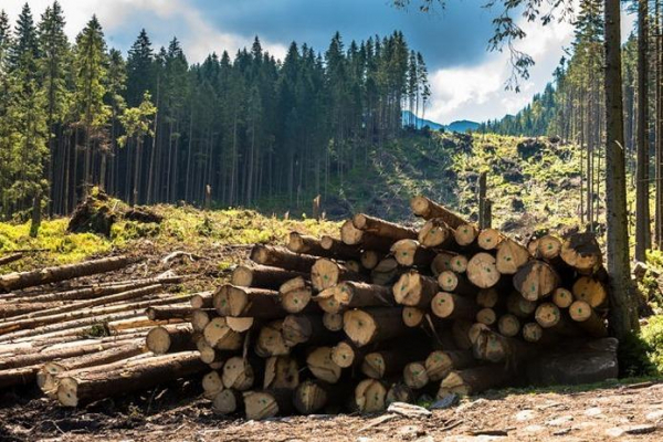 Житель Турківщини отримав вирок за порубку деревини