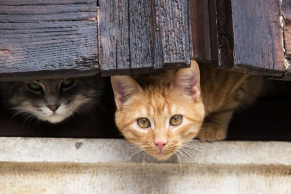 У Львові безпритульні коти житимуть у двоповерхових будинках