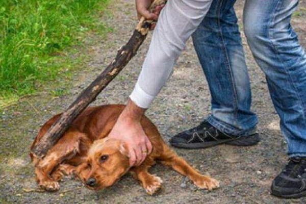 На Львівщині невідомі знущалися над собакою, внаслідок чого тварина загинула