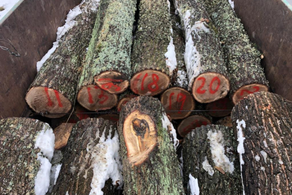 За незаконну вирубку та збут лісу на Львівщині судитимуть п'ятьох чоловіків