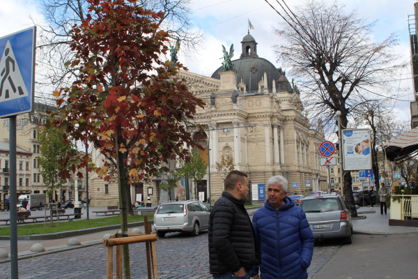 На проспекті Свободи у Львові висадили понад 20 кленів-яворів